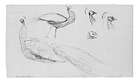Peacocks, John Singer Sargent (American, Florence 1856–1925 London), Graphite on off-white wove paper, American